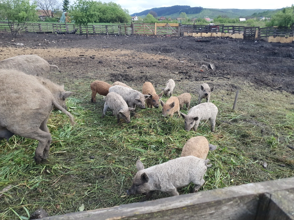 Vind porci mangalita 