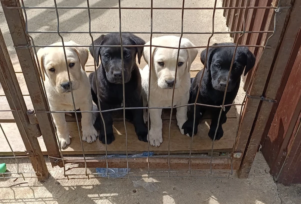 Câine rasă - Labrador retriever 
