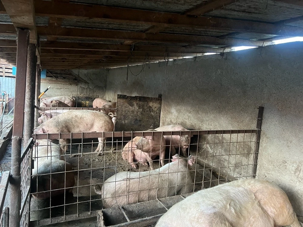 Porci de vanzare 