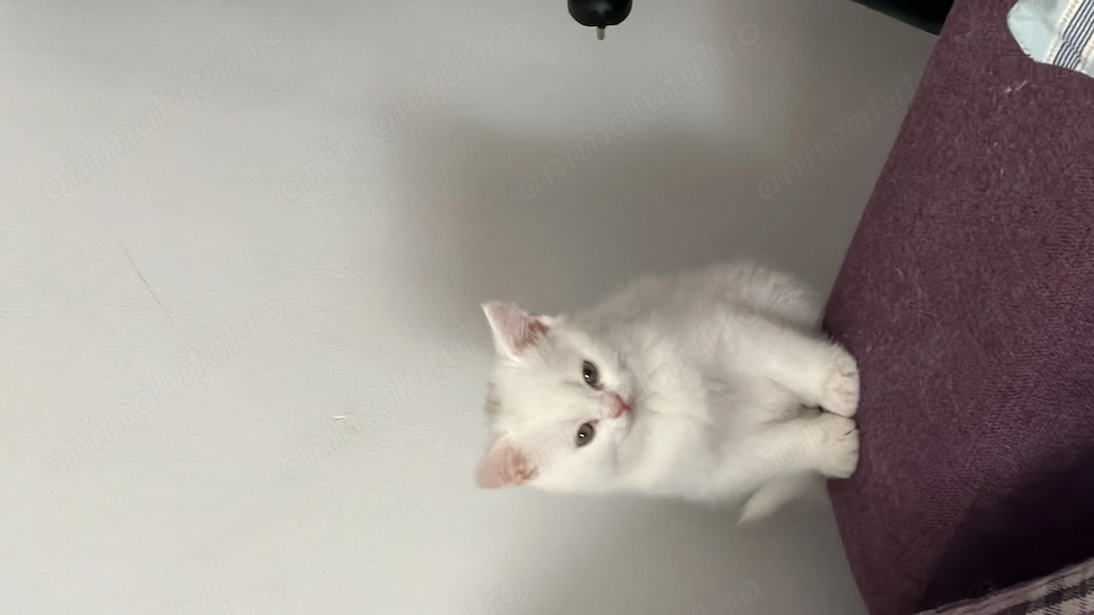British Shorthair white băiat 