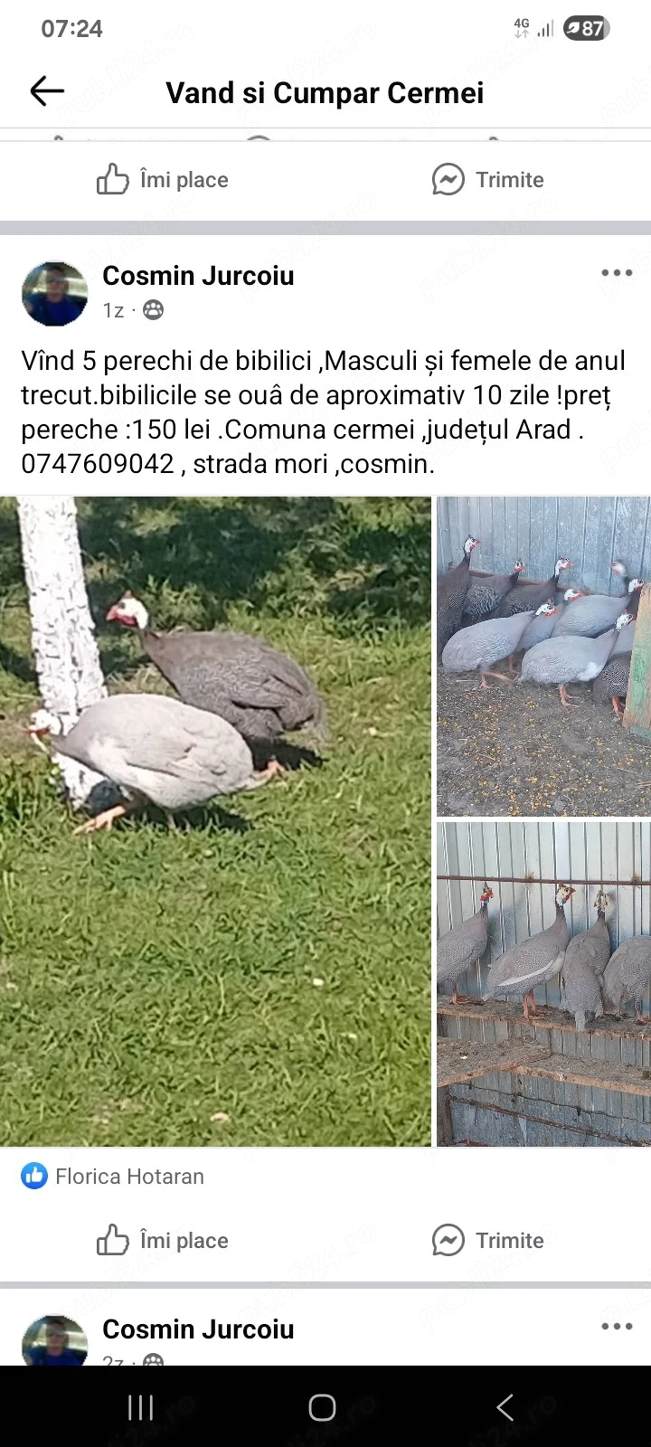  vînd  pirchițe perechi .