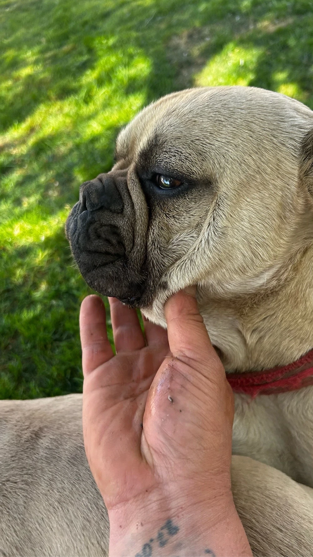 buldog francez