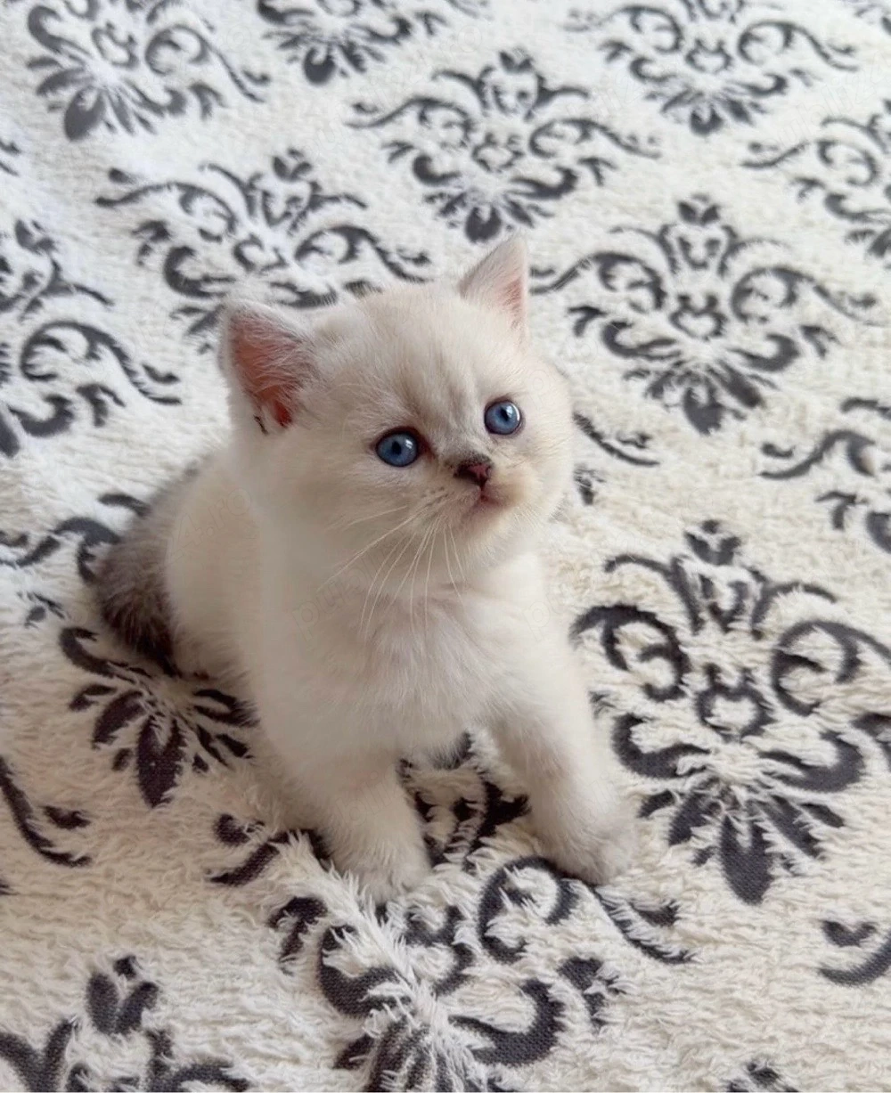 Ragdoll jucaus 