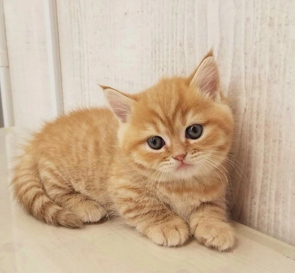 British shorthair orange 