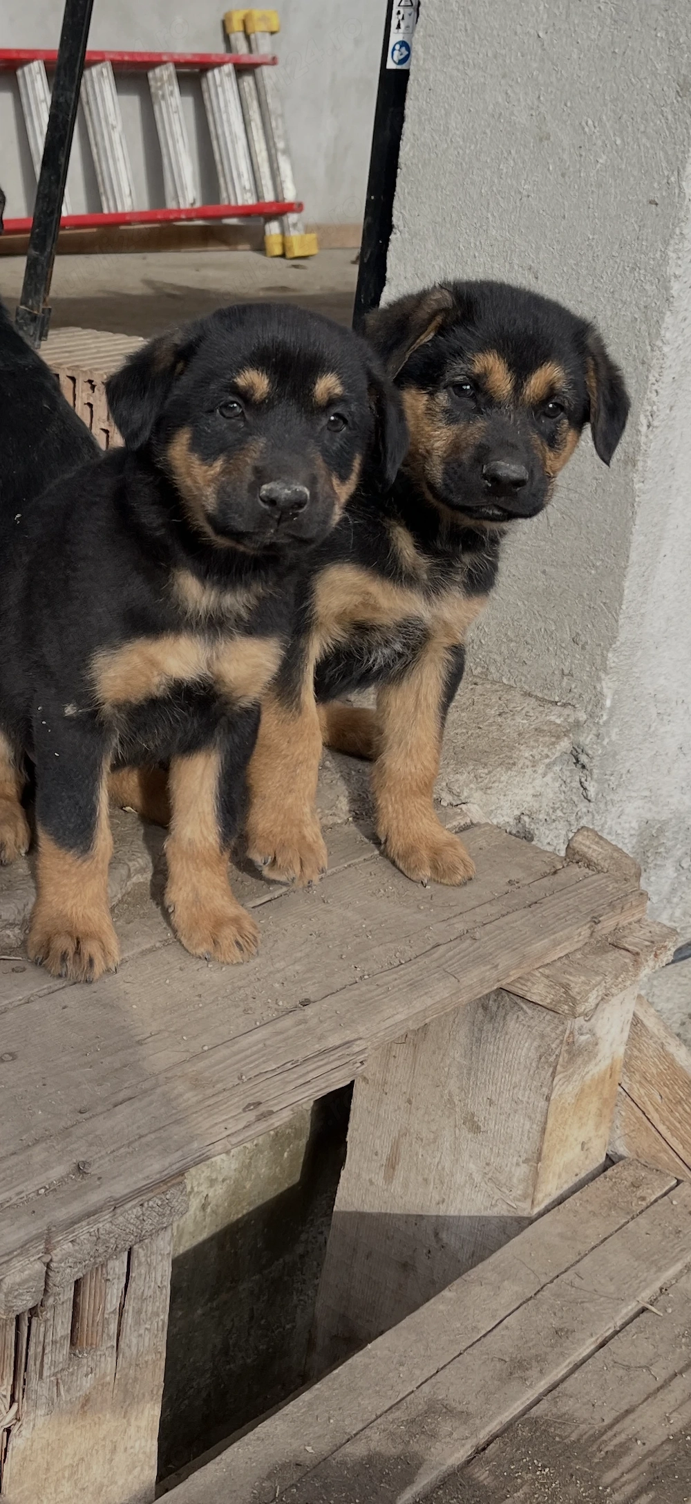 Vând Ciobănesc German puii, 2 fete rămase ! 