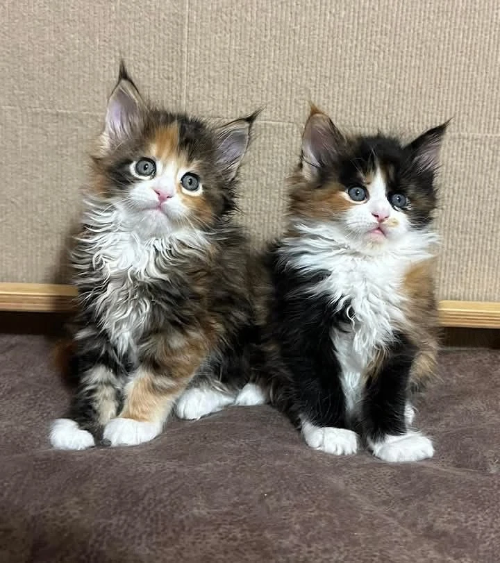 Maine Coon adorabili 
