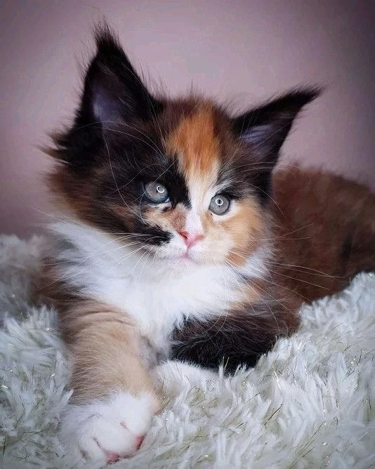 Maine coon mascul 
