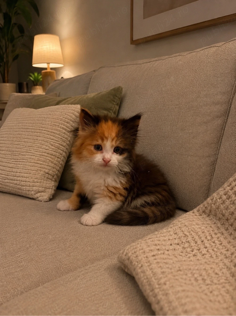maine coon tricolor 