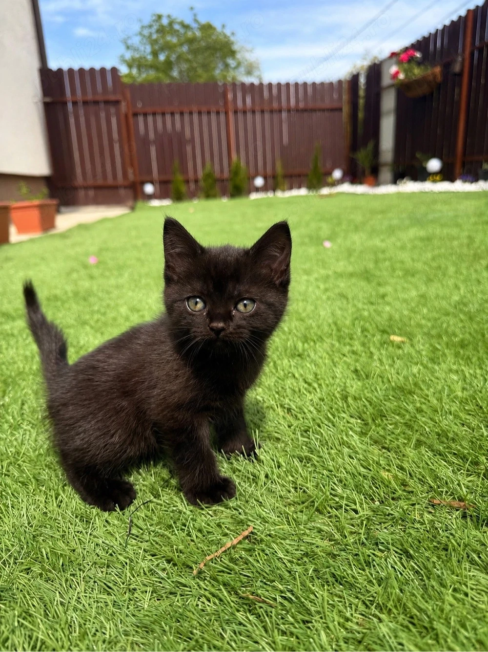 British shorthair black 