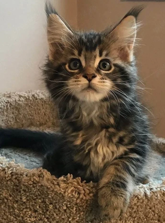 Maine coon mascul