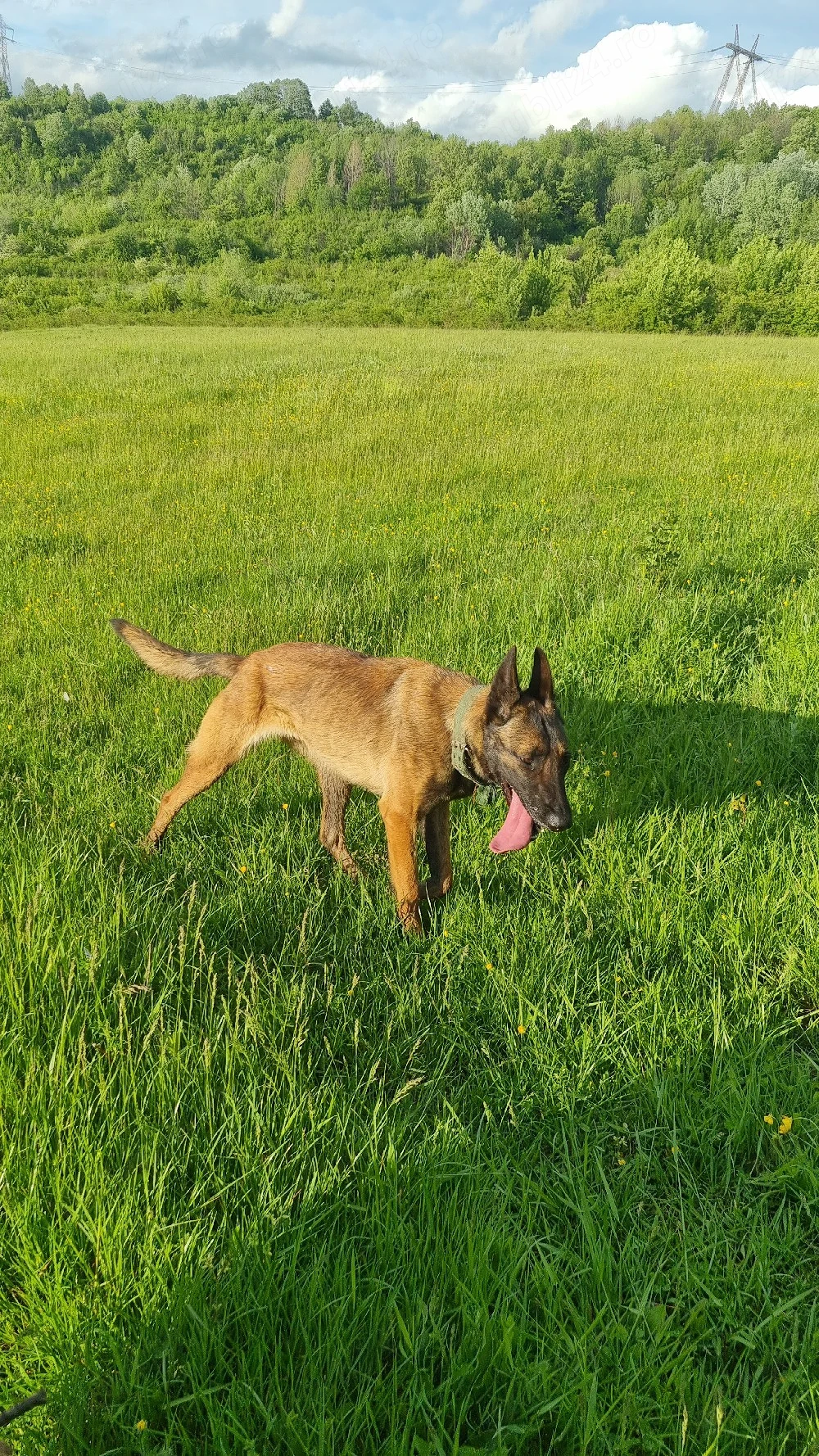 Femela ciobanesc belgian malinois 