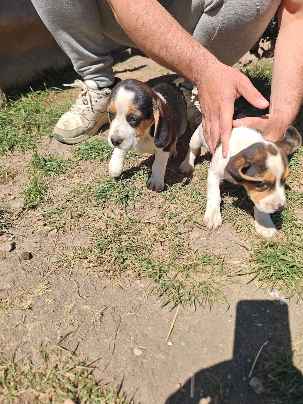 Căței beagle caută casă nouă