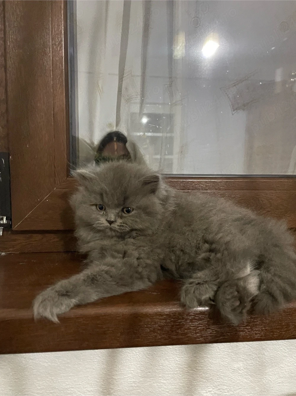 Doua pisicuțe superbe british longhair