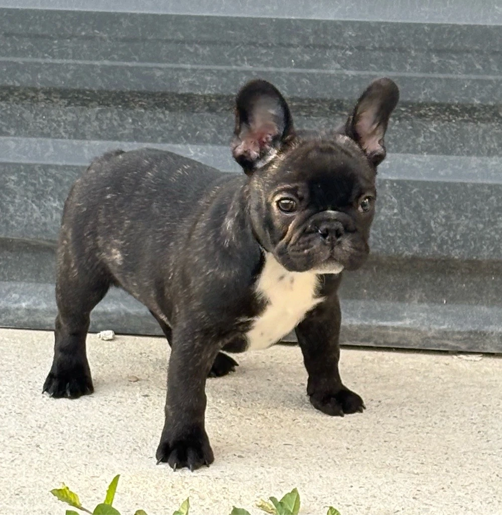 Pui Bulldog Francez cu pedigree