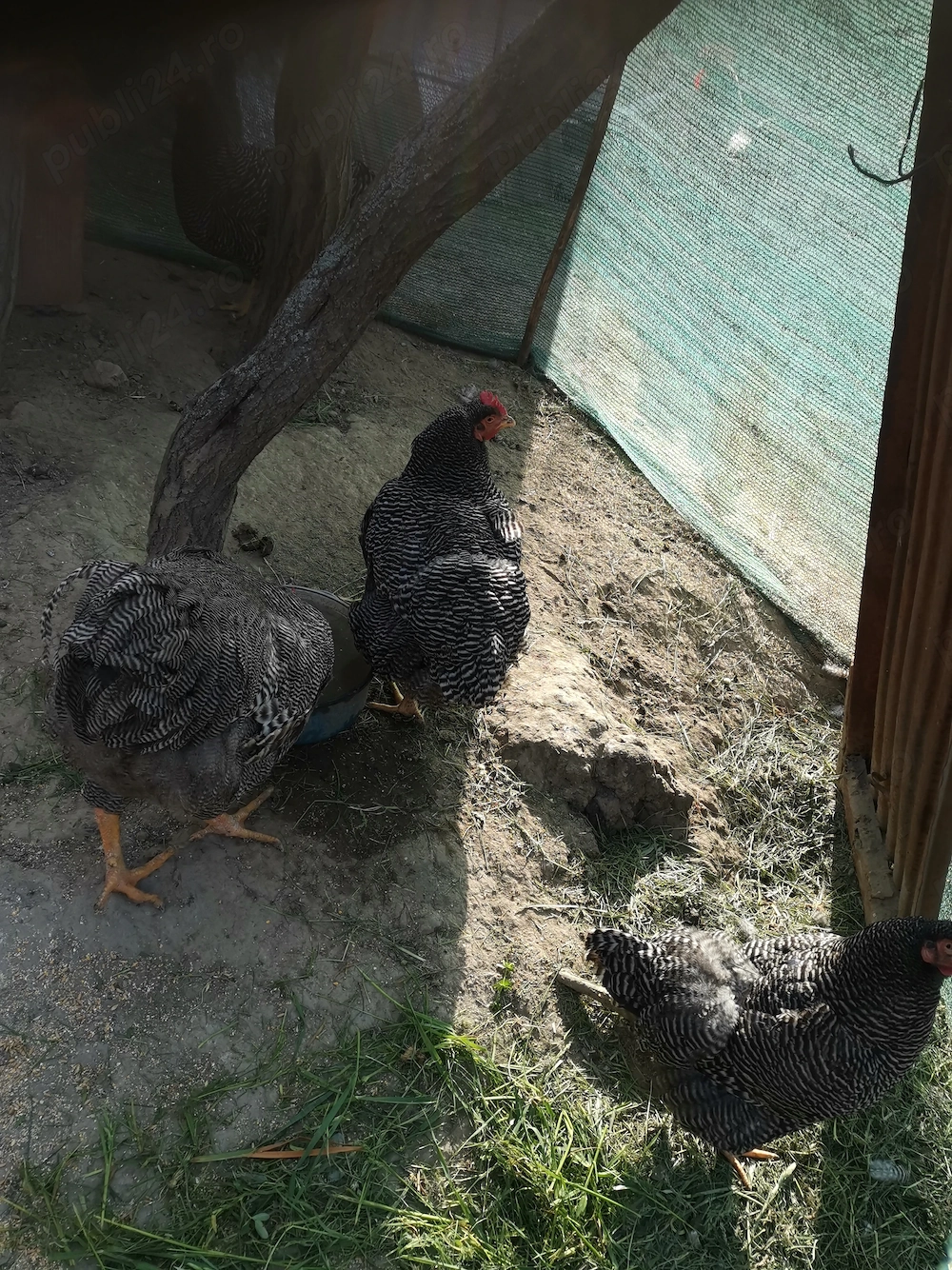 Vând Familie Playmount 