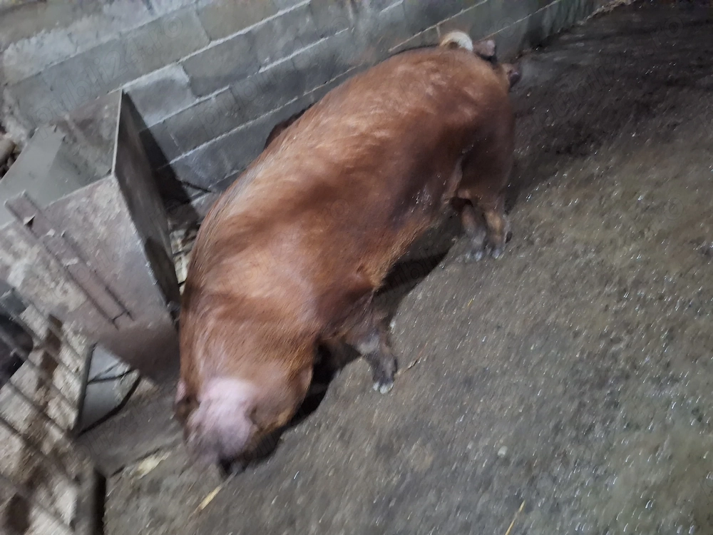 porci de tara