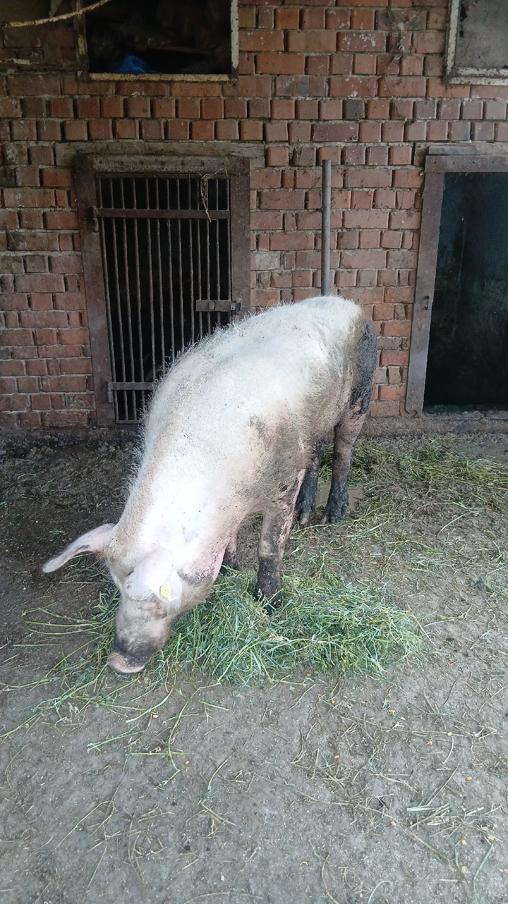 vier de vinzare