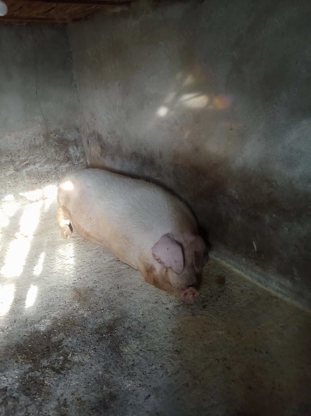 Porci de carne 