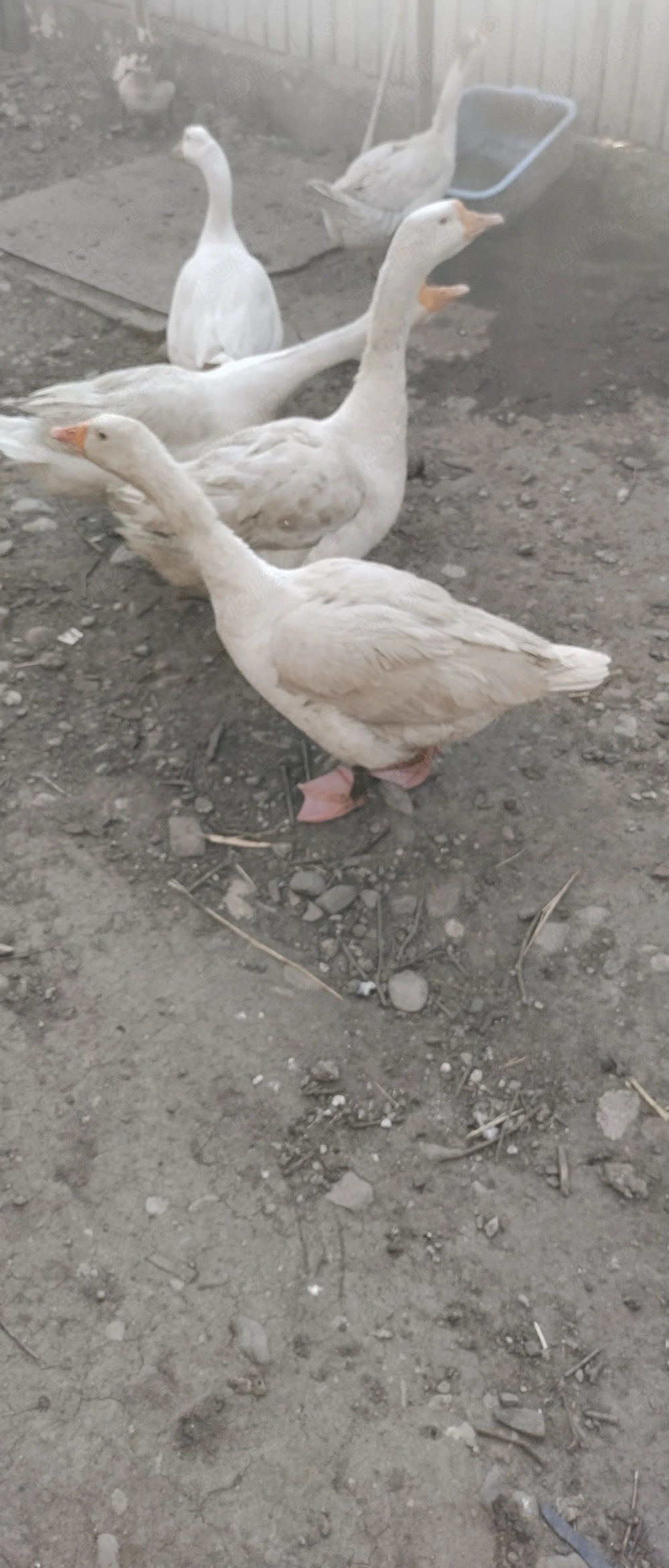 Familie de gâște mature 