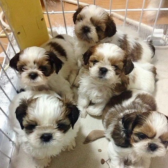 Puiuti Shih tzu superbi, talie mica