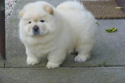Masculi Chow Chow Alb de Vanzare