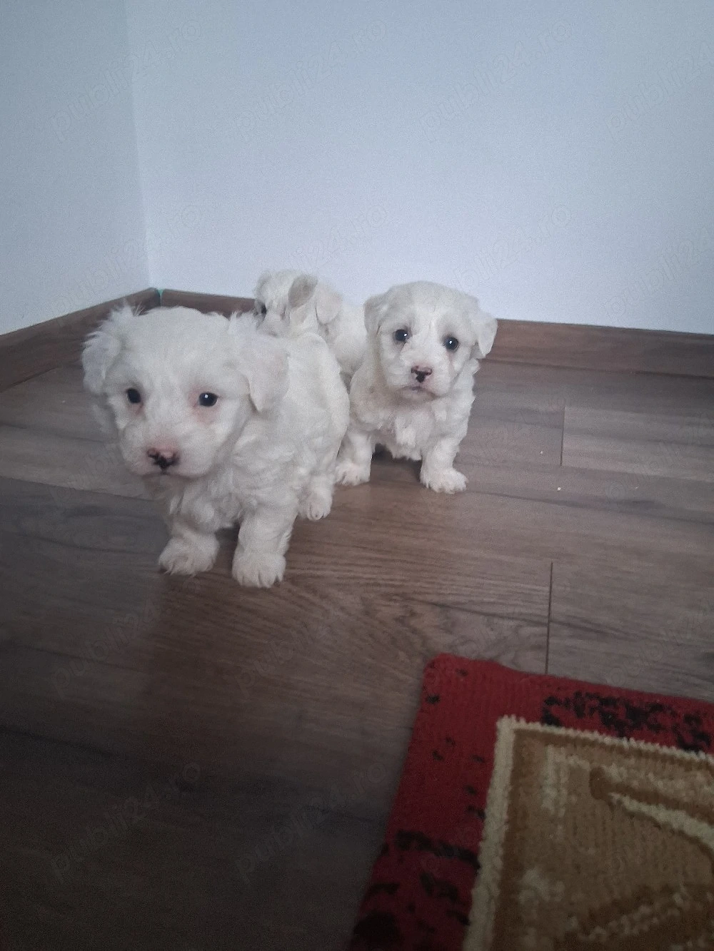 Pui bichon maltez 