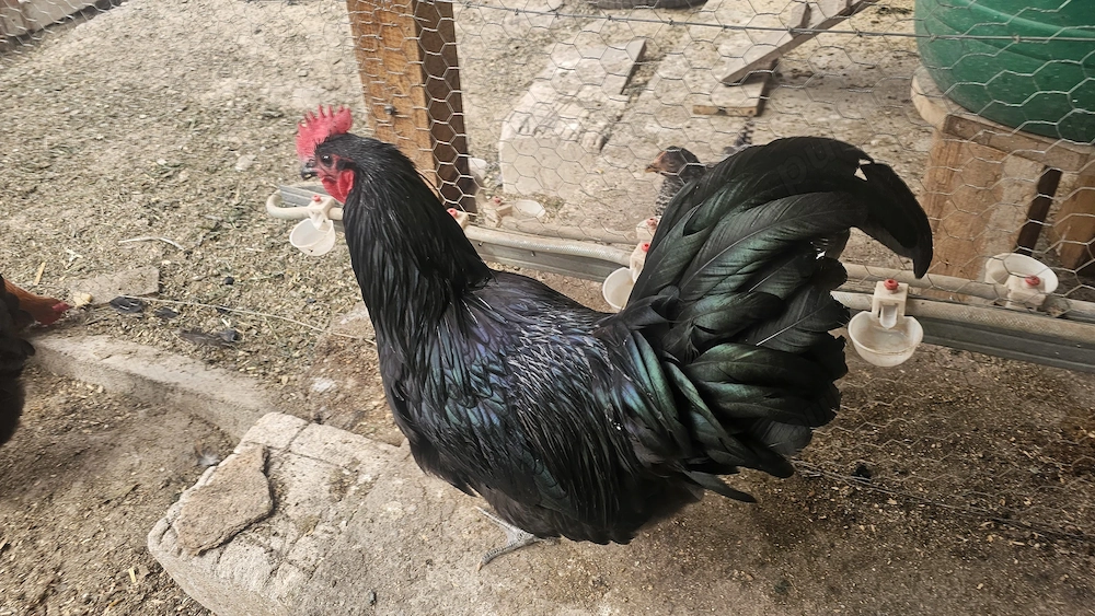 Oua de incubat wyandotte si austrolorp