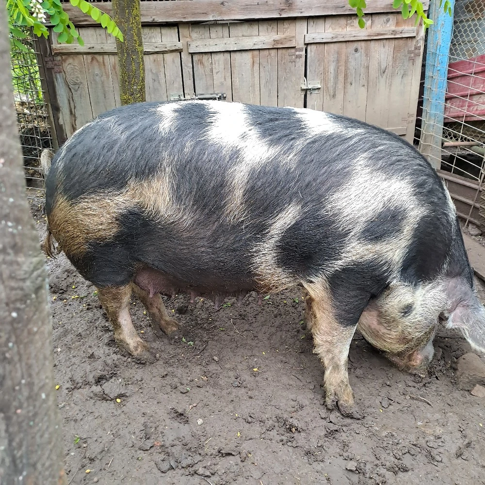Porc de vânzare 