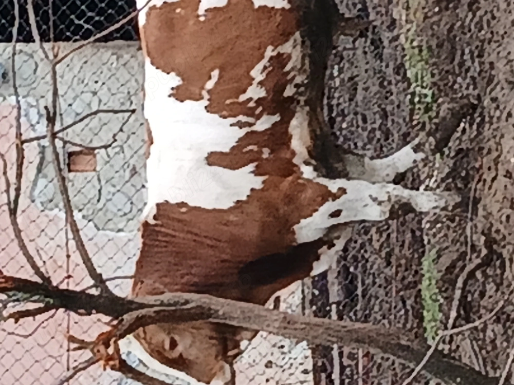 Tauras de vanzare baltat