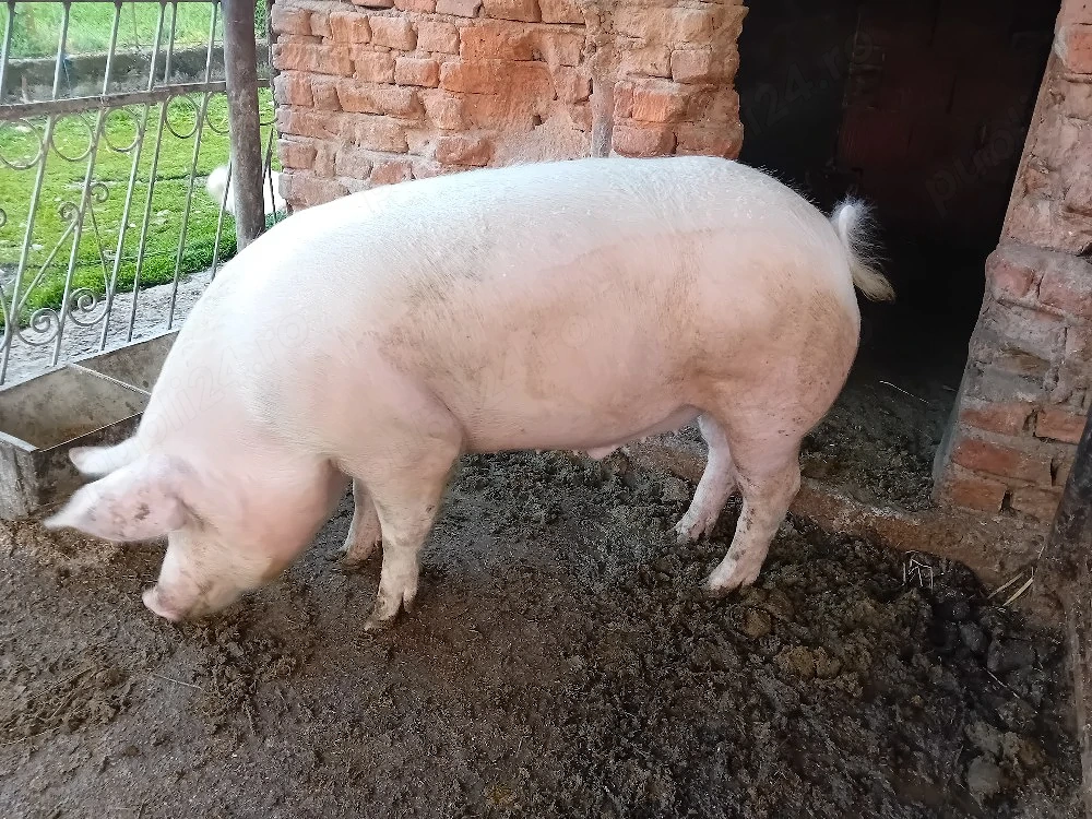 porc de vânzare 