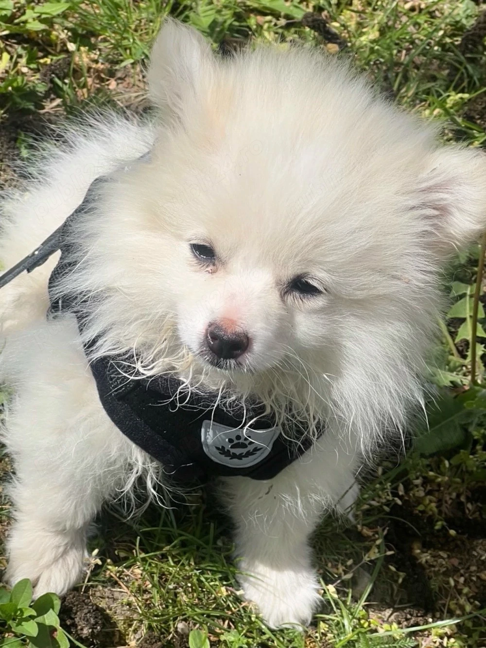 Pomeranian Femela 
