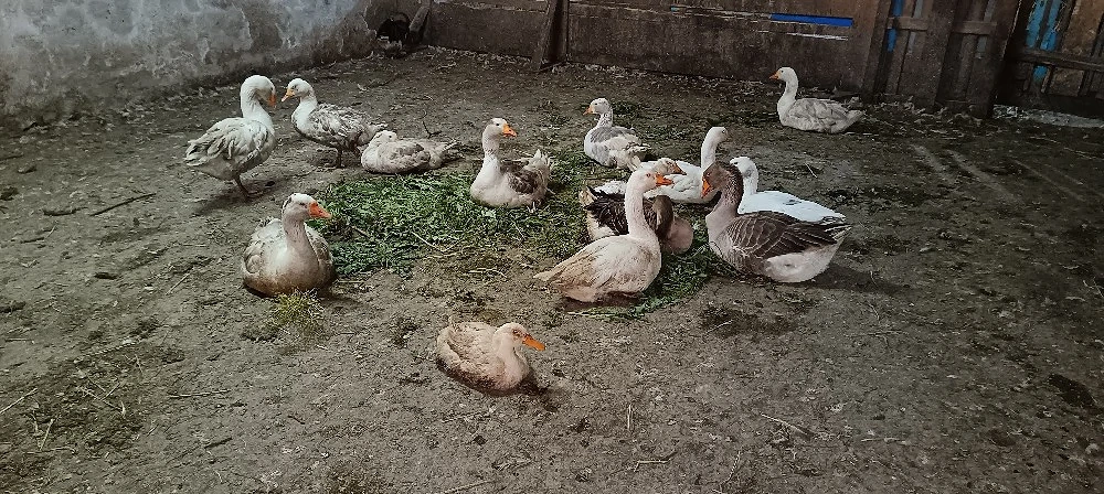 rățoi si gaste de vânzare 