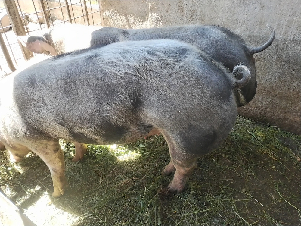 Porc de rasă pietrean (castrat) 