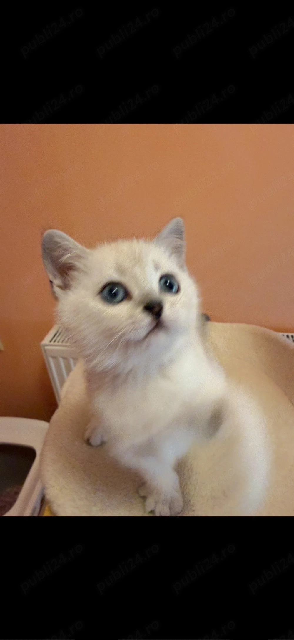 Fetita british shorthair silver point