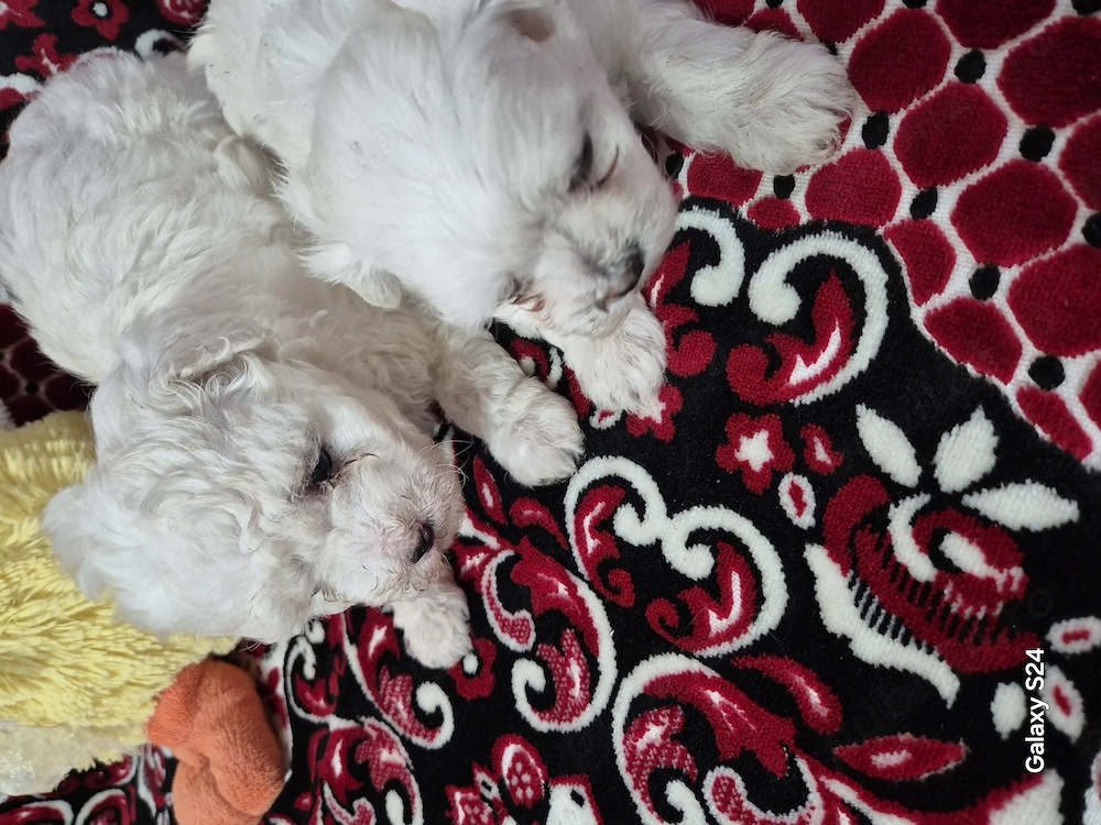 Cățelușe bichon frisee 