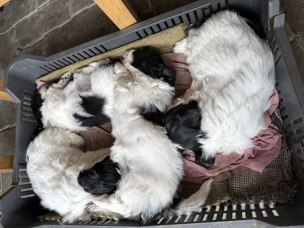 shih-tzu talie mica
