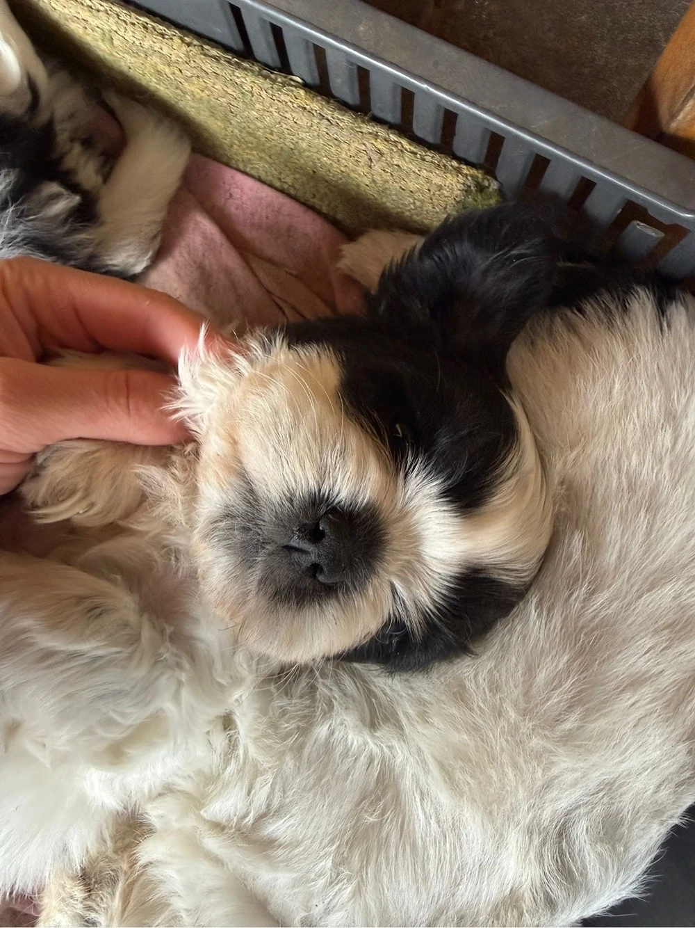 shih-tzu talie mica