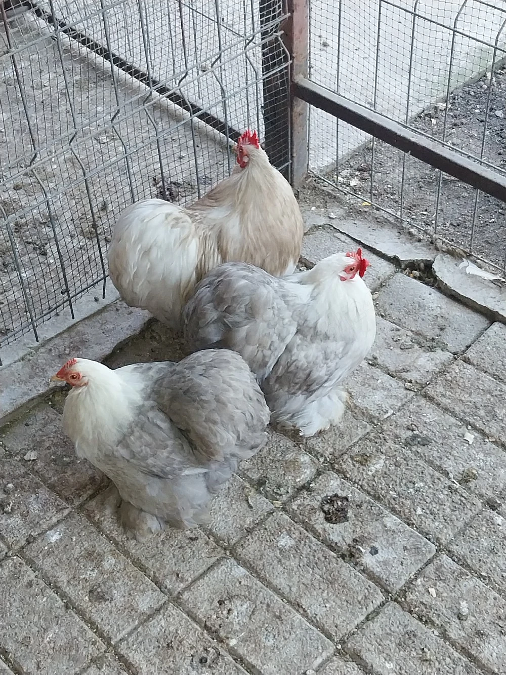 Cochinchina pitic Boptail 