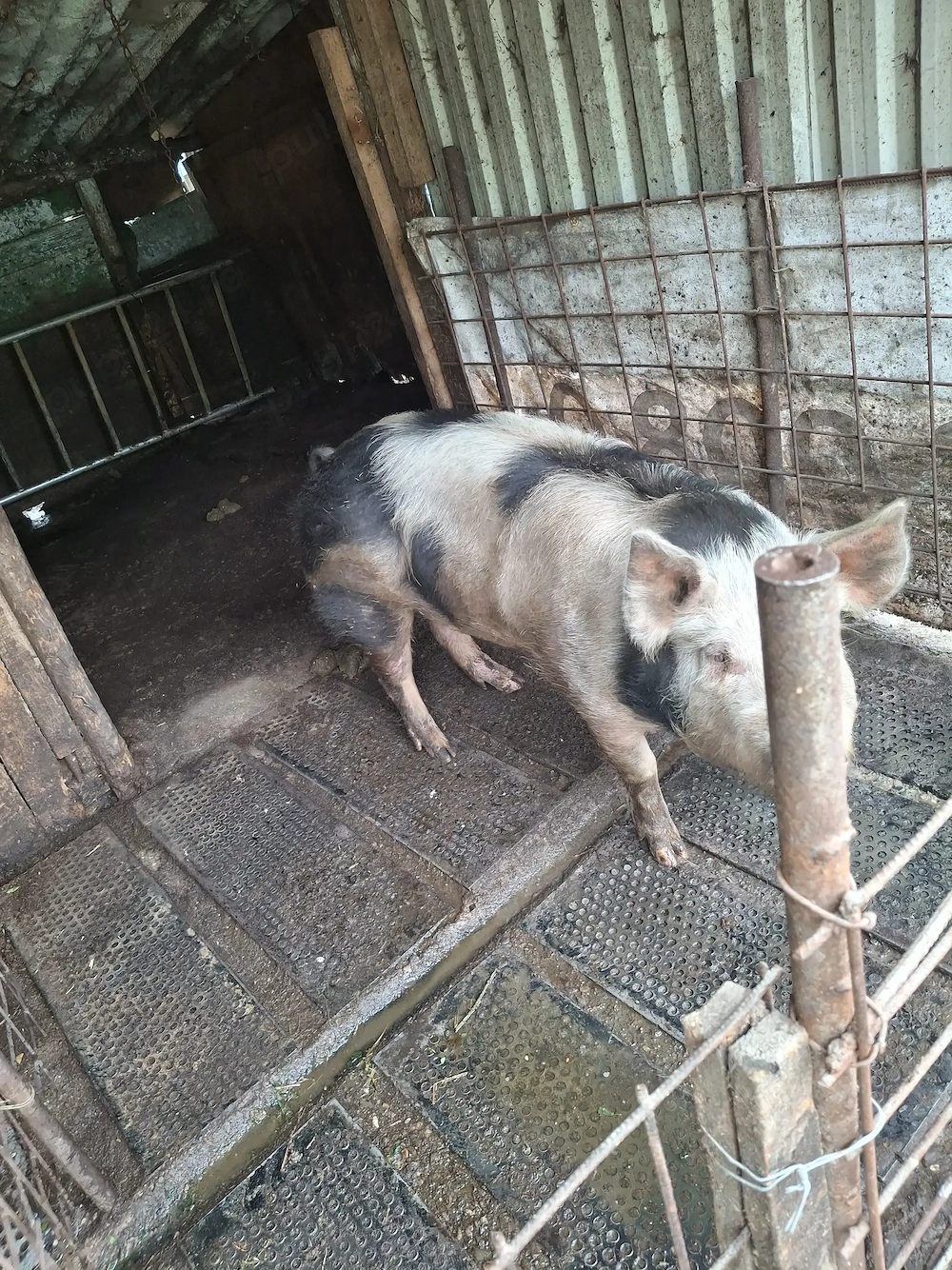 Scroafa de vanzare!