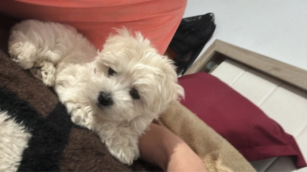vand catelusa bichon