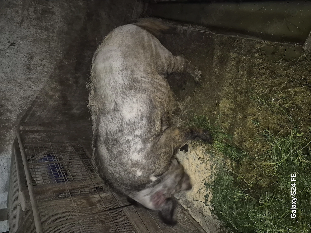 Mascul mistret x mangalita