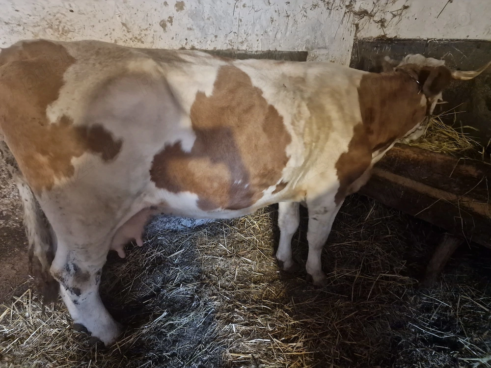 Vaca de vanzare gestanta