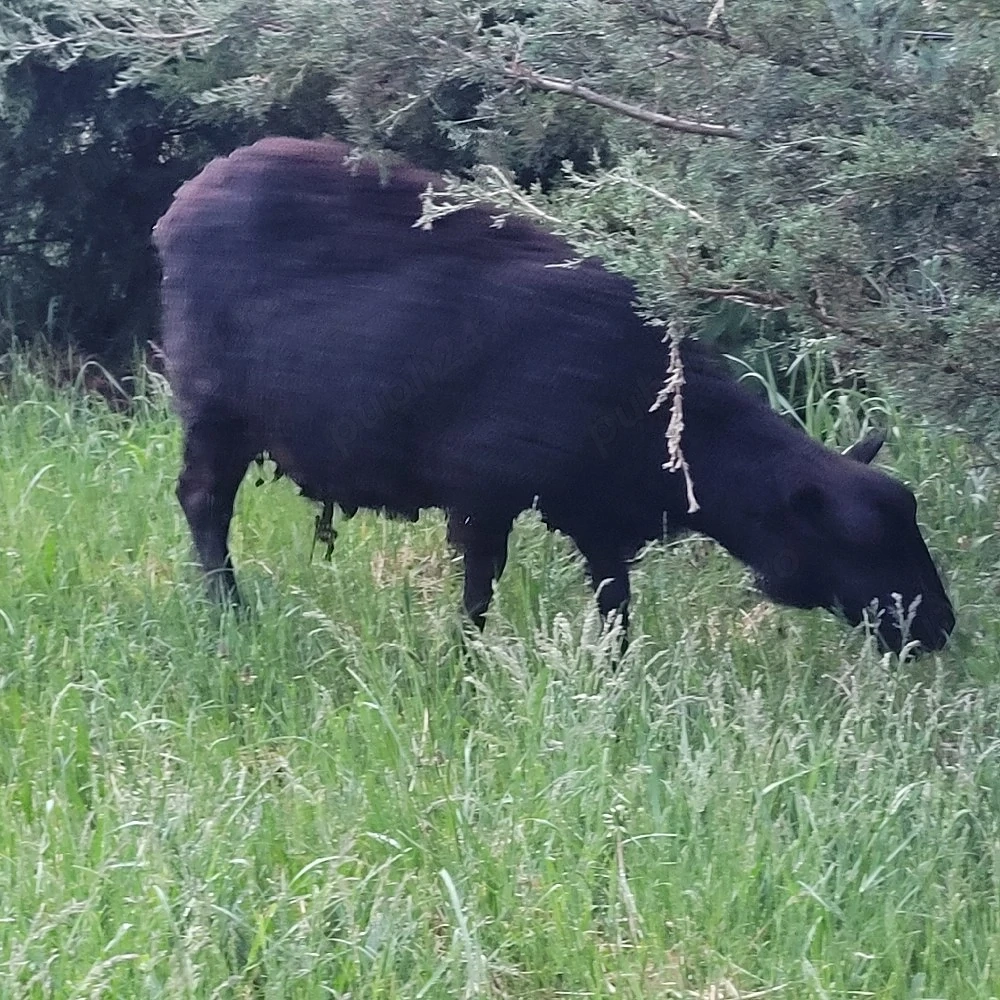 vand oaie Texel cu miel la 3 fatare