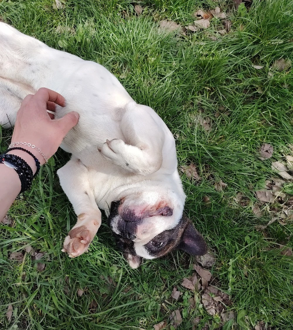 Cățelușă bulldog francez 