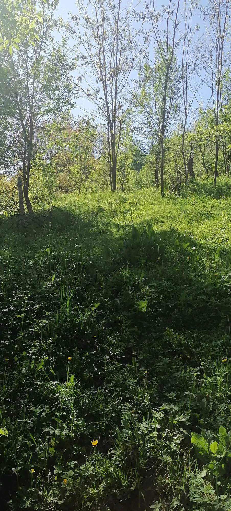 Teren si casa de vanzare in Provita de Sus