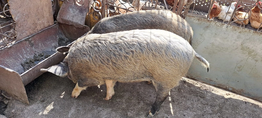 Disponibile Scrofite