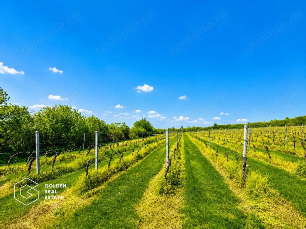 1,35 hectare vie pe rod (Cabernet si Merlot), Siria