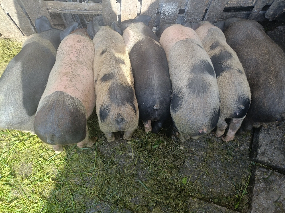 Vând purceii și porci!!
