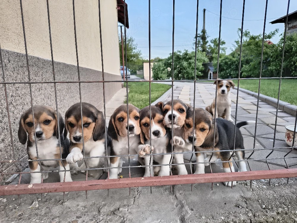 Vând căței rasa beagle 
