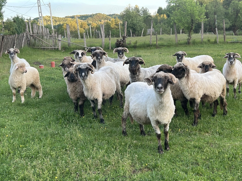 Vând oi și miei 